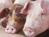 农业农村部：国庆猪价大概率上涨 但非洲猪瘟导致节后短期快速下跌